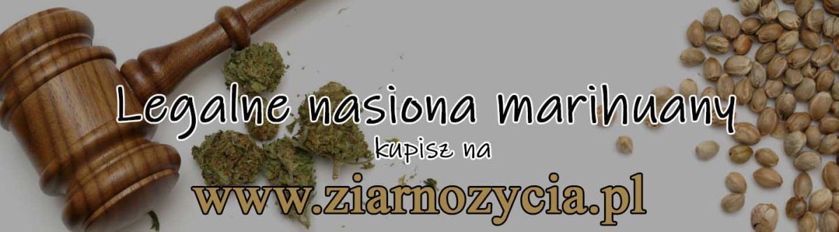 nasiona marihuany sklep www.ziarnozycia.pl