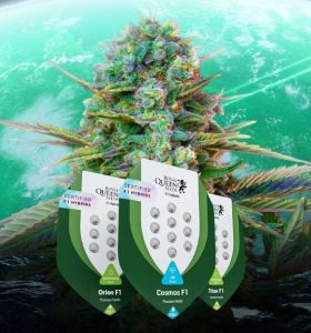 F1-Hybrid-Marihuanasamen royal queen seeds