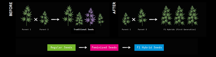 zwykłe nasion marihuany a nasiona hybrydy f1 RQS