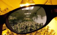 Automatische Cannabis Samen