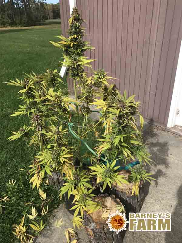 Pineapple Chunk Barneys Farm Marihuana gegen Schmerzen