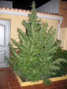 Sezonale Cannabis Samen 