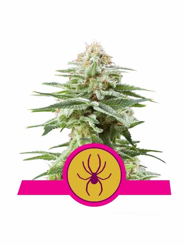 White Widow Royal Queen Seeds Myrcen-Analgetikum, Caryophyllen THC