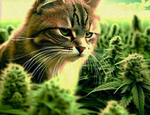 Wpływ marihuany na zwierzęta