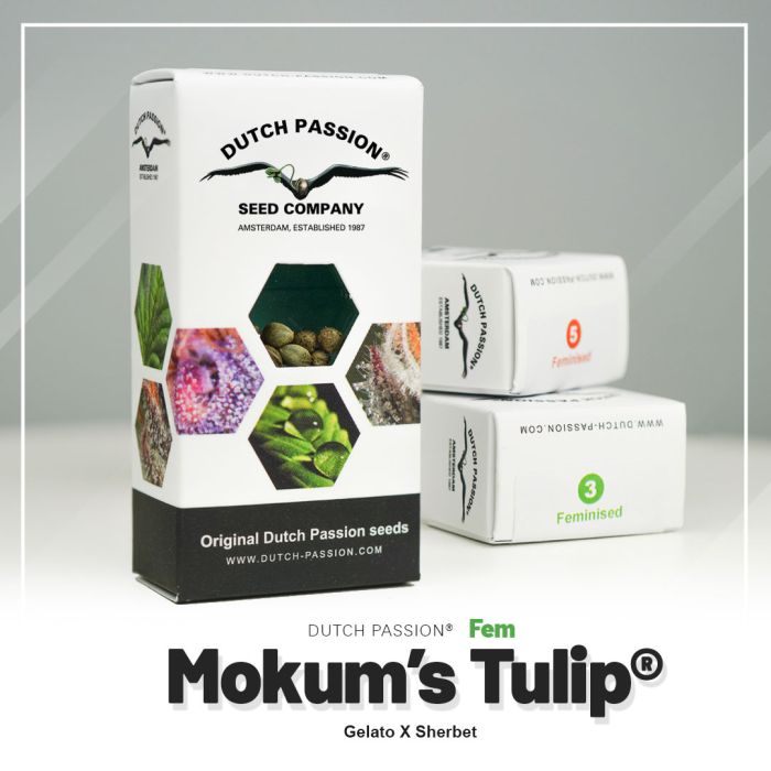 Mokums-Tulip-Dutch-Passion-nasiona marihuany