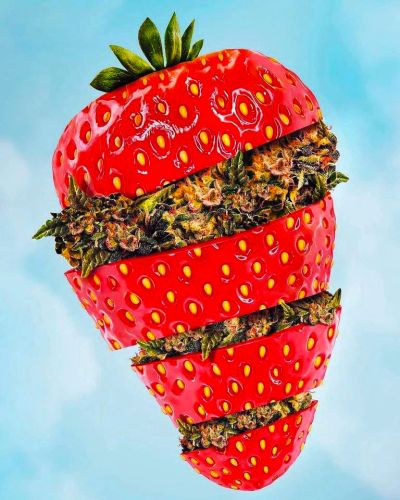 slodkie odmiany marihuany truskawkowe i owocowe