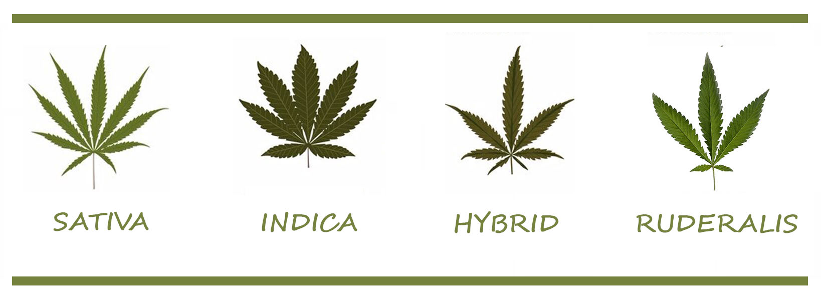 Arten von Marihuana und Wirkungen