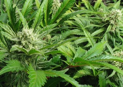 6-7-wöchige Marihuana-Blütephase