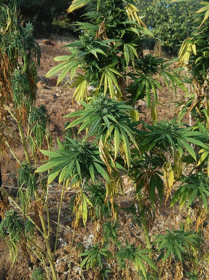 Wann man Marihuana ernten sollte outdoor: Die gelbbraune Farbe der Blätter zeigt an, dass es Erntezeit ist