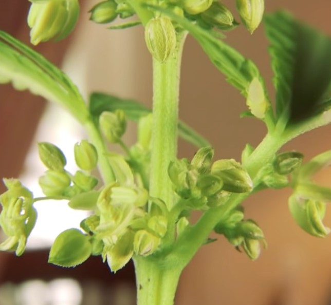 Beginn der Marihuana-Blüte Wie sieht eine männliche Pflanze aus?
