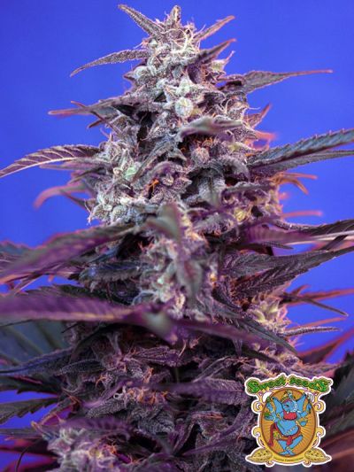 Bloody skunk auto