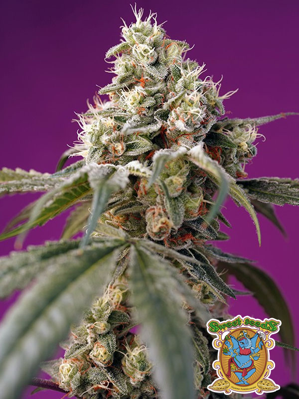 Bruce Banner Auto Sweet Seeds nasiona marihuany