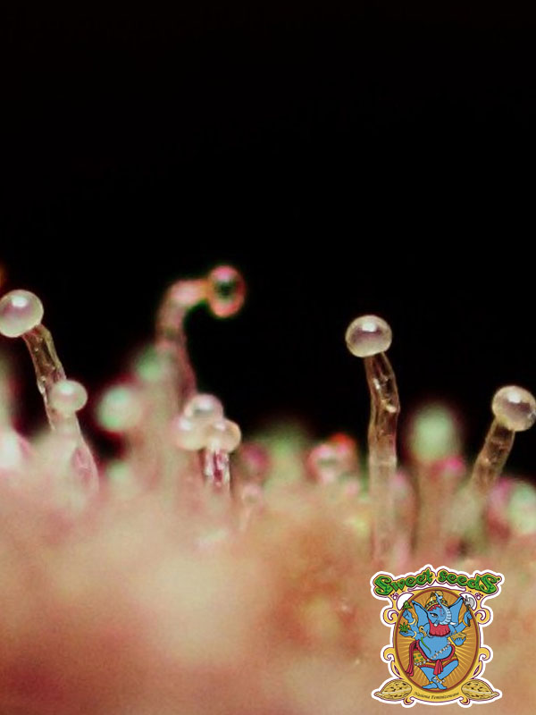 Cream Caramel Auto sweet seeds trichomy pod mikroskopem
