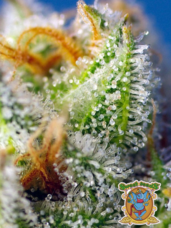 Crystal Candy F1 Fast Version Sweet Seeds Marihuana-Trichome aus nächster Nähe