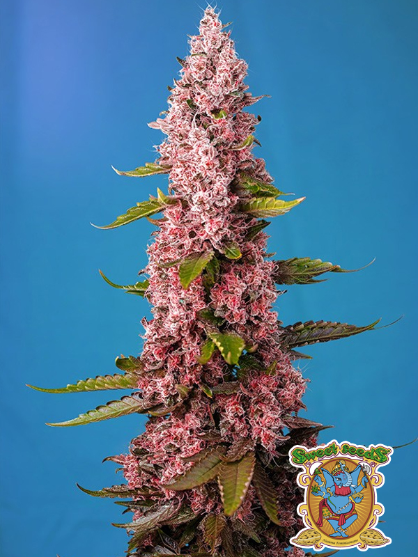 Red Hot Cookies Nasiona marihuany Sweet Seeds piękna odmiana marihuany różowa purple