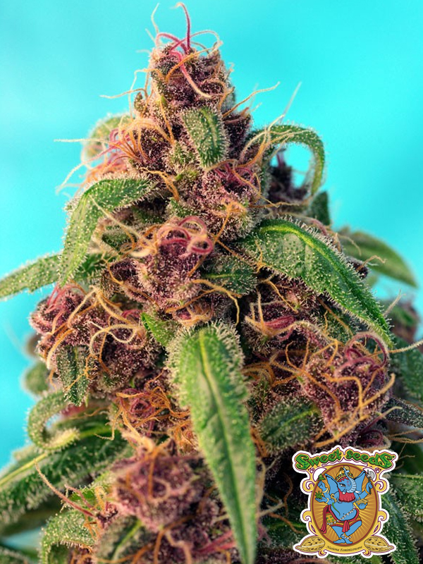 Red Mandarine F1 Fast Version Marihuanasamen Sweet Seeds violette Cannabissorte