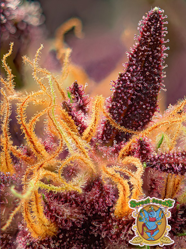 Rote Mimose XL Auto Sweet Seeds Marihuanasamen, violette Marihuana-Trichome aus nächster Nähe
