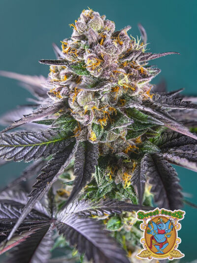 Automaty outdoor Red Strawberry banana auto