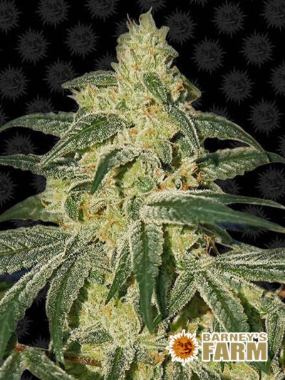 Regularne nasiona do Haszyszu - Afghan Hash Plant 