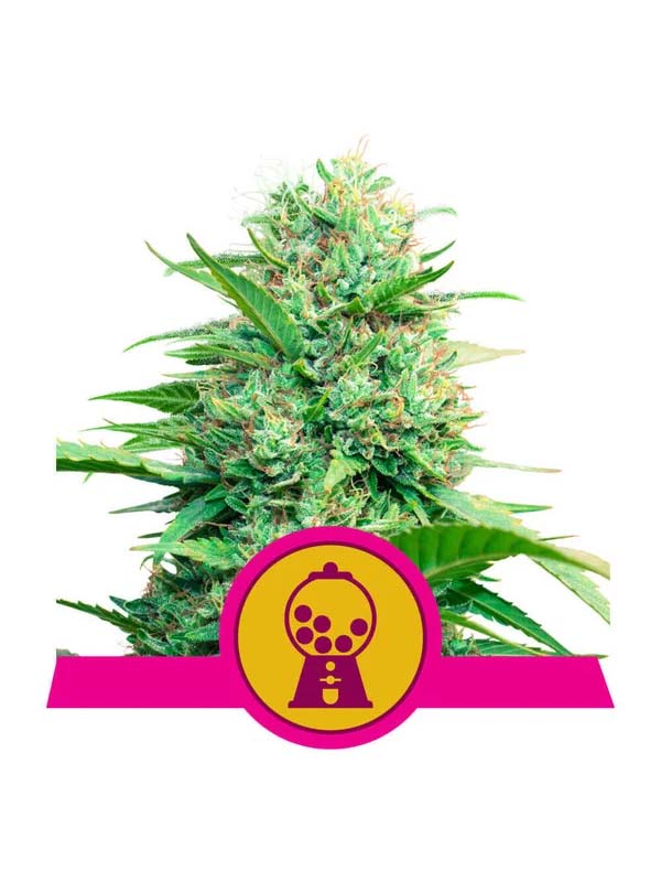 Pink Runtz Royal Queen Seeds Marihuanasamen neu 2024