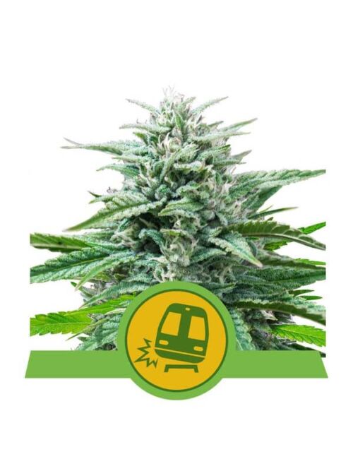 Trainwreck Auto nasiona marihuany autoflowering od Royala 2024