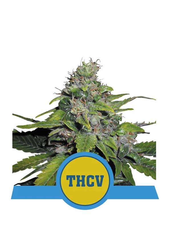 Royal THCV-Marihuanasamen mit niedrigem CBD-Gehalt RQS