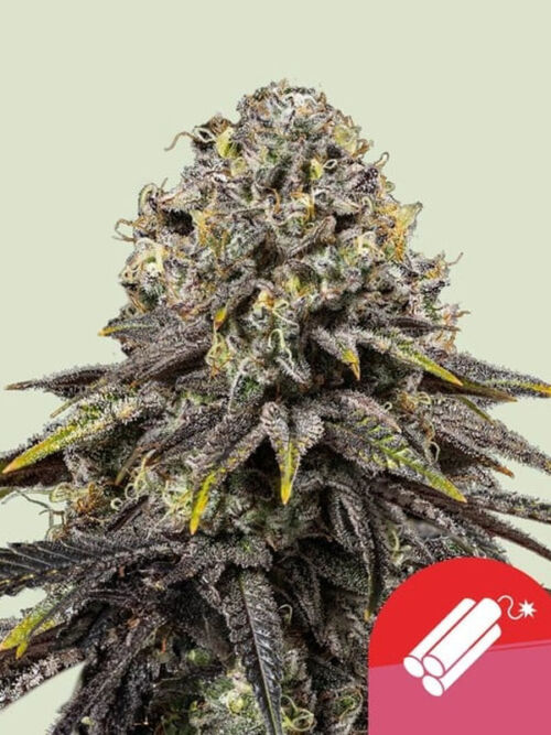 Dynamite Diesel nowosc 2024 nasiona marihuany royal queen seeds