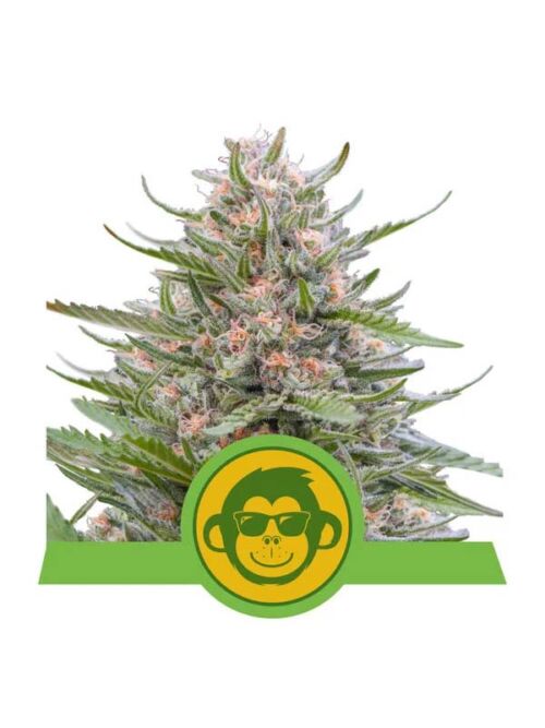 Grape Ape Auto Sammlungen von Marihuanasamen Royal Queen Seeds Neuheit