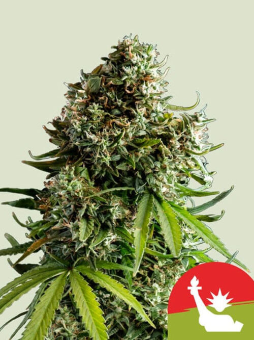 NYC Sour D Auto nasiona marihuany royal queen seeds nowosci 2024
