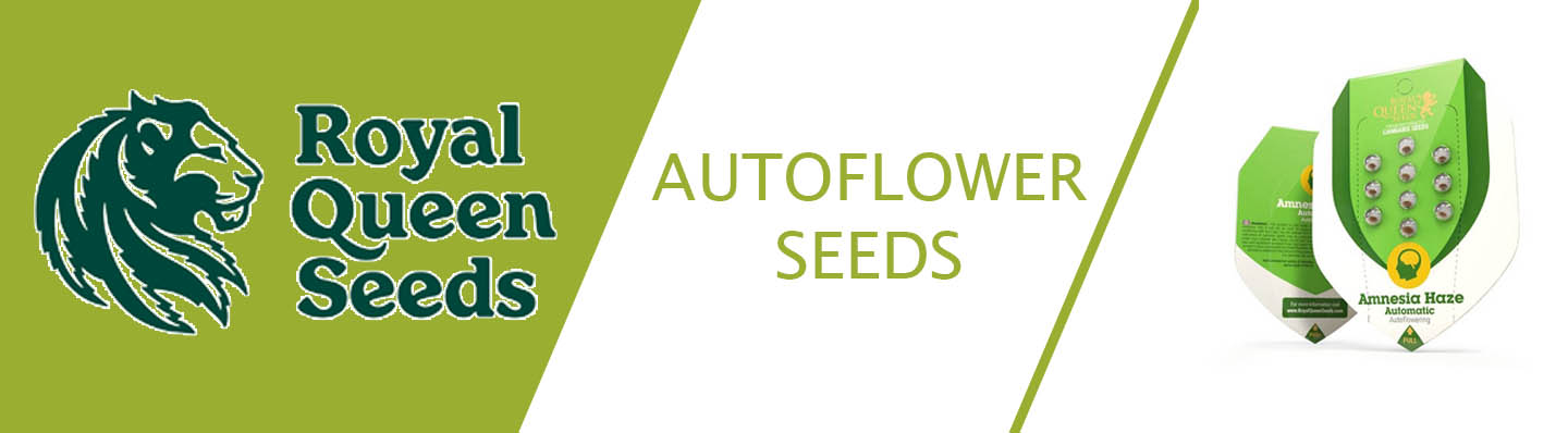 Autoflower-Samen royal queen seeds