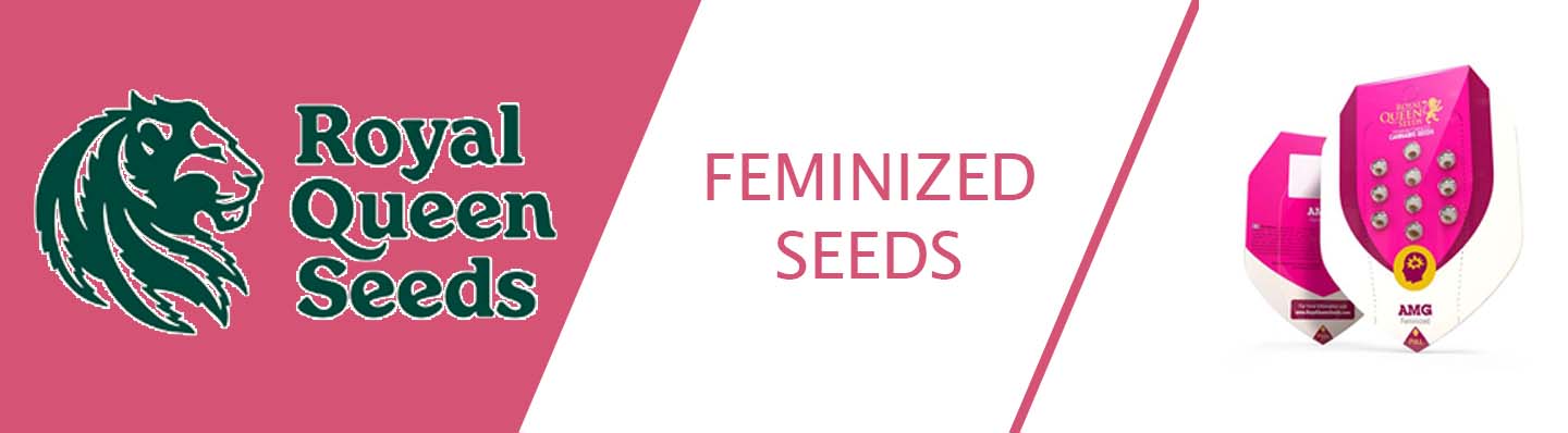 royal queen seeds feminisierte Samen