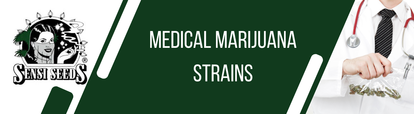 sensi seeds medizinische Marihuana-Sorten