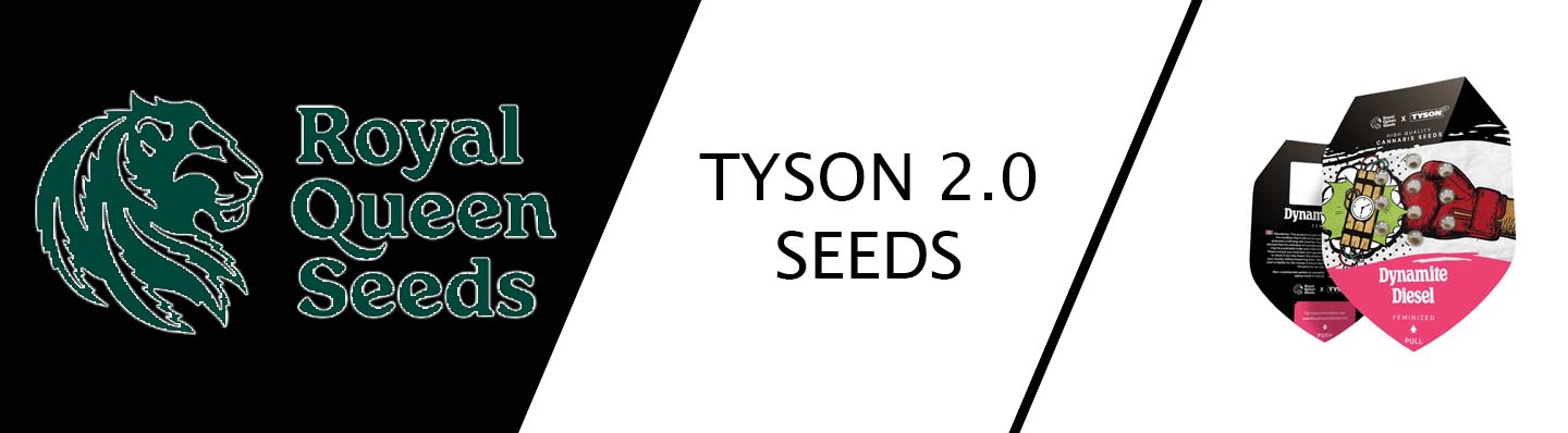Tyson 2 0 Samen royal queen seeds
