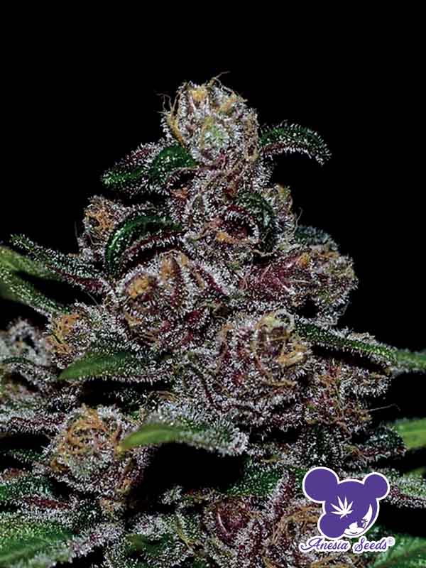 auto blackberry moonrock Anesia Seeds nasiona marihuany