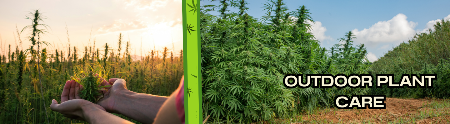 Cannabis-Pflanzenpflege im Freien