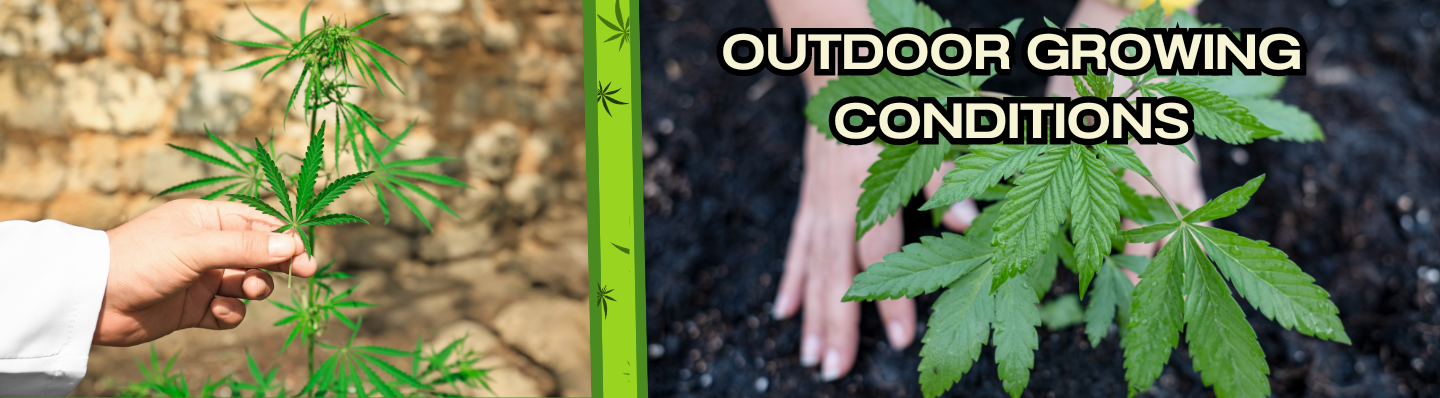 cannabis seeds outdoor growing conditions