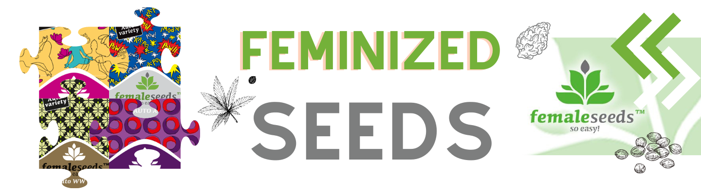 female seeds feminisiert