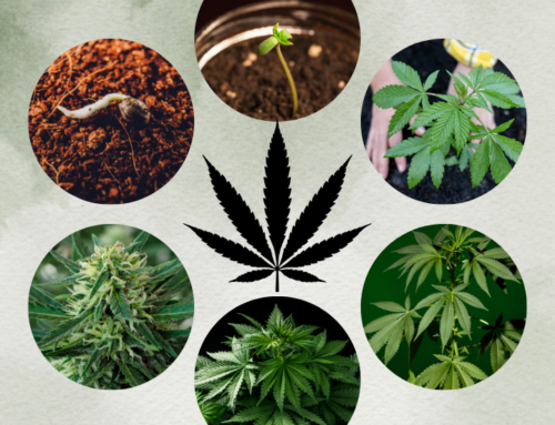 Wie lange wächst ein Marihuana-Strauch?