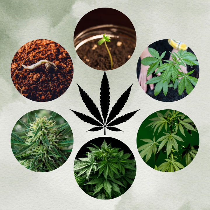 Wie viel Marihuana wächst?