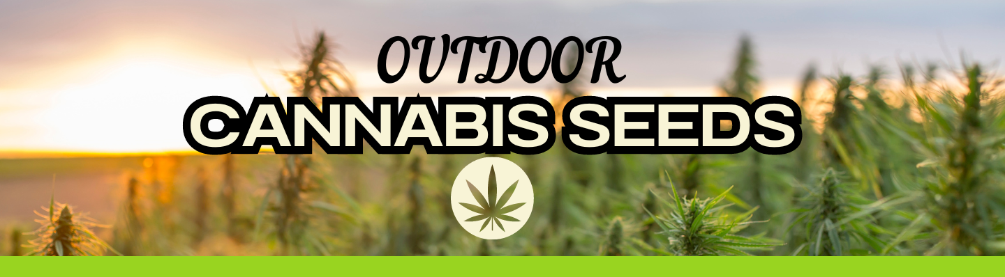 nasiona marihuany outdoor