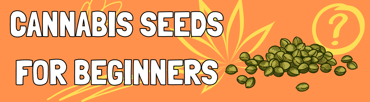 cannabis seeds for beginners