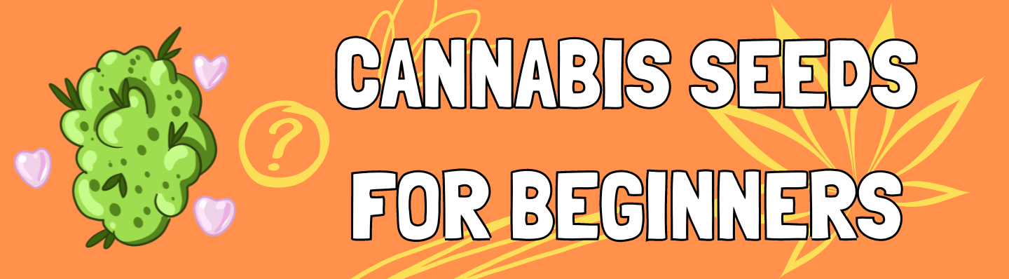 Marihuanasamen für Anfänger